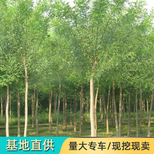 �ܘ������ֱ�����̾G����߽ӽ��~�����ϱ����Nֲ���ͺ��ܘ�С��