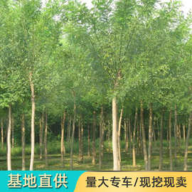 榆树苗基地直供工程绿化树高接金叶垂榆南北方种植物耐寒榆树小苗