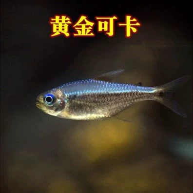 Южноамериканский Фонарь Золотой Кокер Фонарь Красная Луна Кокер Фонарь Рыба Трава Танк Групповой Тур Маленькие Тропические Декоративные Рыбы Живая Рыба