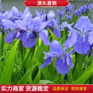 �{���Sβ�N���{�������񻨵��Sβ�Sβ��������N���͝�����޸�