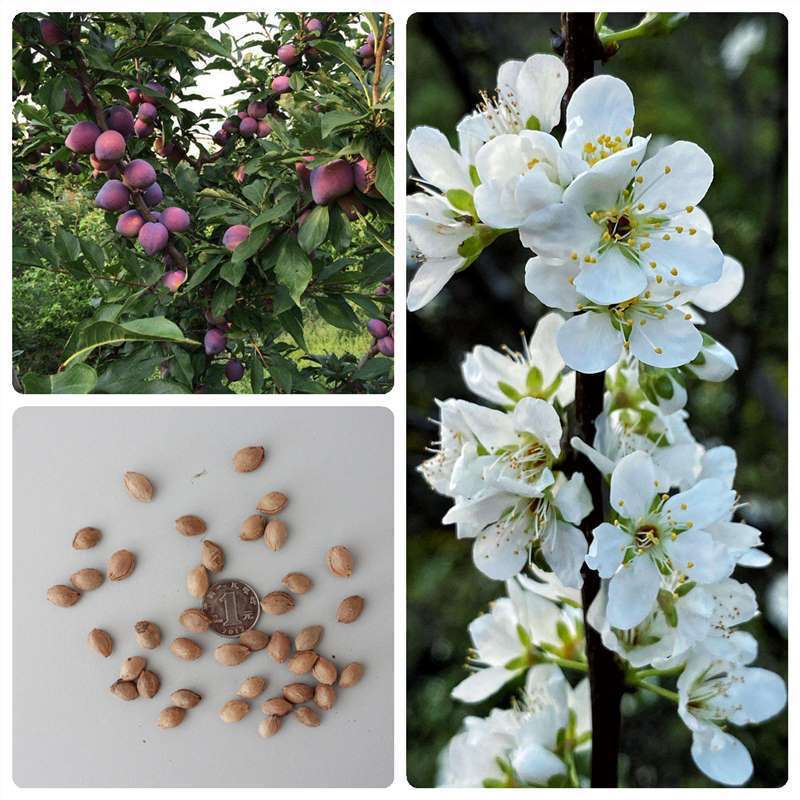 红叶李种子 李子树种子 紫叶稠李种子 稠李种子 红叶稠李种子