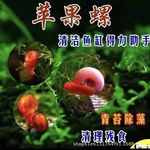 批发苹果螺活体宠物螺观赏螺饲料螺观赏螺除藻工具破损包赔