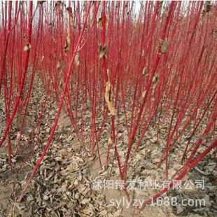 ���l�t��ľ�N�� �|���ͺ���ľ�N�� ��ɫ��ľ�N�ѾG����ľ�N��