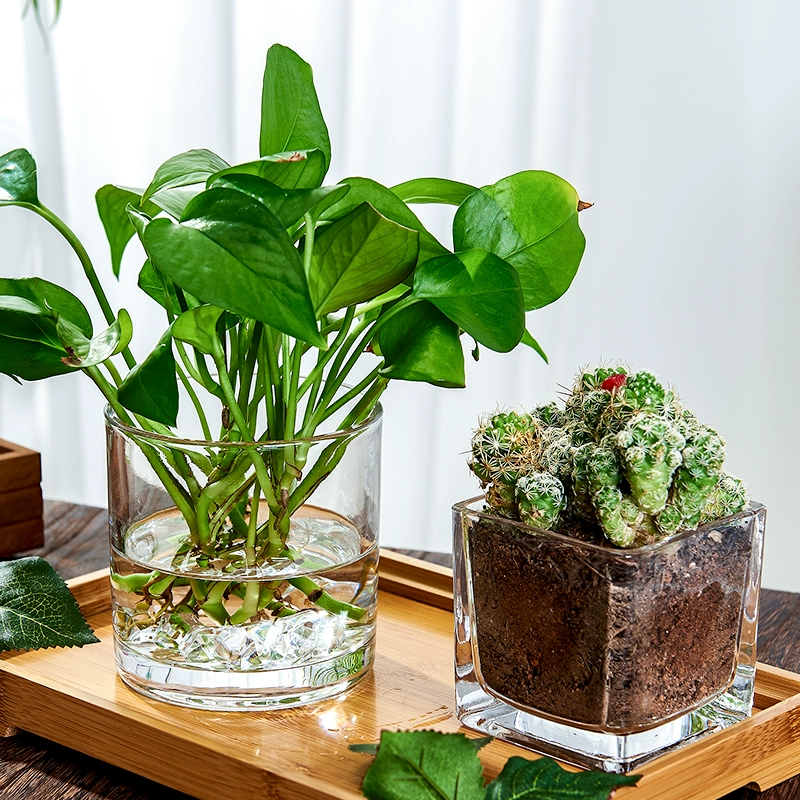 Креативный квадратный прозрачный белый гидропонный сосуд для пальм, ваза-парус, стеклянный цветочный горшок, бутылка для посевов, вазон для растений в водной культуре.