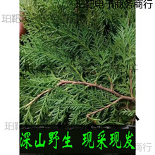 �FժҰ���Y��Ȱؘ�֦��ؘ��~ϴ�l�ݾ�Ѭ�D��DIY�}�Q�仨�h���r