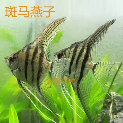 Пёслинг что?