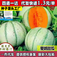 法国夏朗爬藤可留种迷你黄肉小甜瓜种子水果种子阳台盆栽