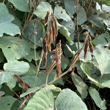 ϸٷNҰٸlNo²ݷNɽGN