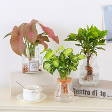 水培红粉佳人盆栽合果芋办公桌水养花卉绿植变叶木室内易养绿精灵