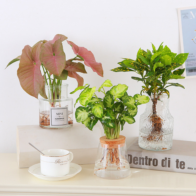 水培红粉佳人盆栽合果芋办公桌水养花卉绿植变叶木室内易养绿精灵