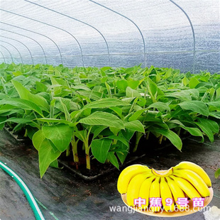 �㽶�����M��������˹B6 �ļ����� �Ϸ��Ꭷ����V�����l�㽶��