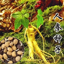 ˅NҰɽNļ׷N׻ͥ҃^pԷNԭS