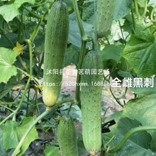 ժ���ܳ��ƹ����Ӹ߲��ļ�ũ���԰�������������������߲�����