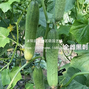 ժ�����L�S�ϷN�Ӹ߮a�ļ��r��ˈ@�������������������߲˷N��