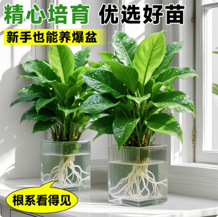 ˮ����~��荾Gֲ�G�������Ԏ������҃ȼ�ˮ�Bֲ���k�������滨��