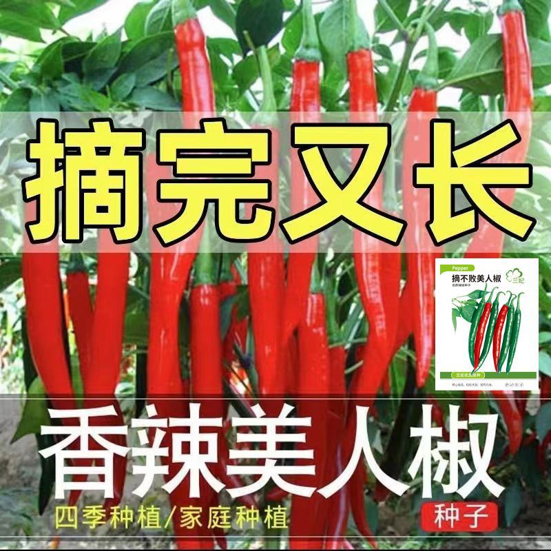 摘不败美人椒种子长款红尖椒长辣椒种子香辣四季盆栽阳台蔬菜种籽