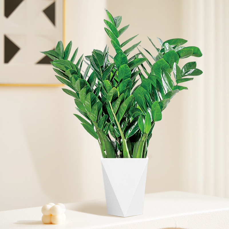 Pohon uang 60-70m (pot resin prismatik) pupuk khusus