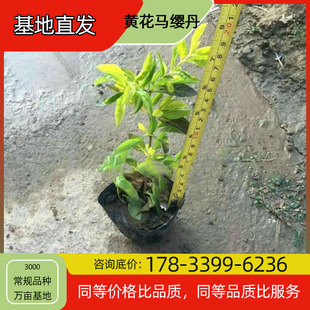 Yellow-Flowered Lantana Potted Base Planting, Four-Season Flowering, Courtyard Planting, Green Plant Project, Greening Seedlings, Easy to Breed