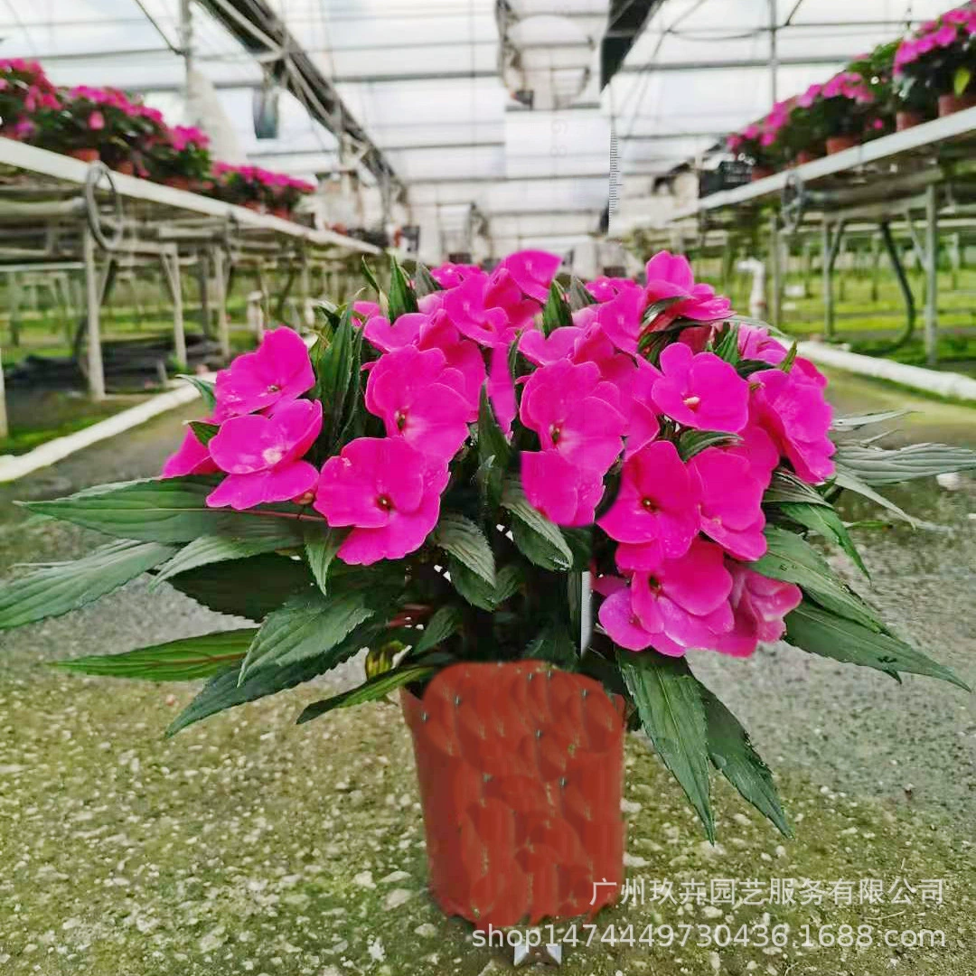 Гвинея Impatiens Цветочное растение в горшке Гостиная Балкон Двор Офис Зеленое растение Настольное растение в горшке Легко кормить