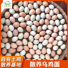 安徽綠殼烏雞蛋360枚整箱批發 新鮮散養五黑雞蛋農場直代發全國
