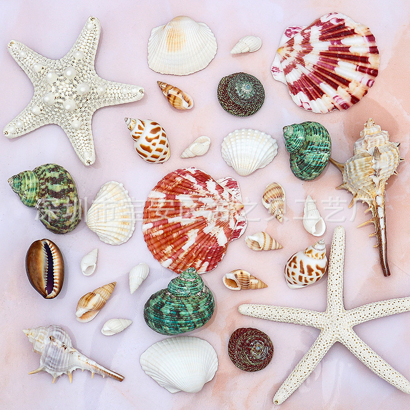 Natural Small Shells, Conch and Starfish Kindergarten Handicrafts DIY Material Shell Photo Frame Decoration Fish Tank Landscaping Natural Small Shells, Conch and Starfish Kindergarten Handicrafts DIY Material Shell Photo Frame Decoration Fish Tank Landscaping