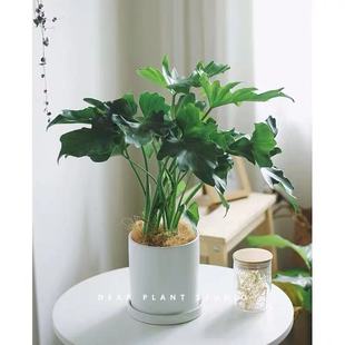 Spring Rain Potted Little Angel Green Plant Potted Large Leaf Indoor Flower Easy to Grow Monstera Hydroponic Green Plant Flower