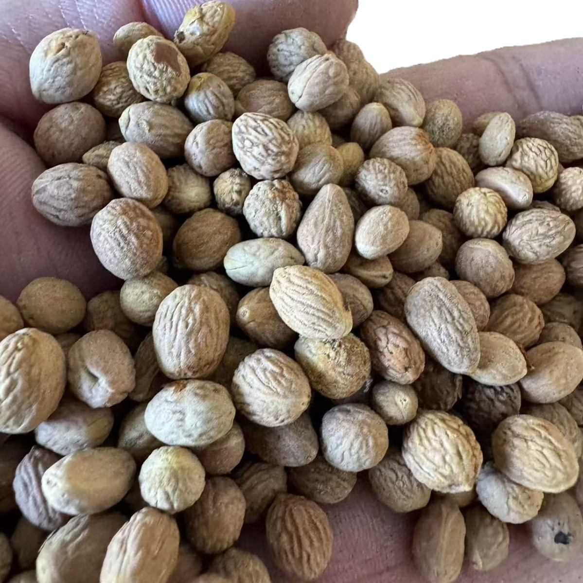 Sour Jujube Seed Suan Zao Ren Ziziphus jujuba Dried Seeds Bulk 500g-2500g Pillow Filling and Herbal Use key features