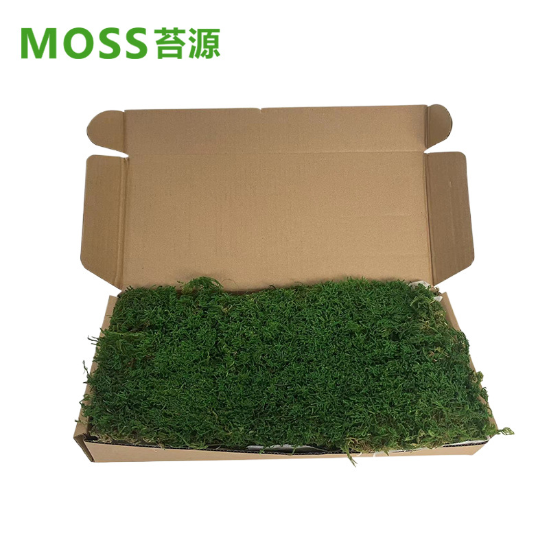 Musgo inmortal pelo blanco musgo gris grande planta verde pared flor seca Fondo pared planta pared musgo fuente