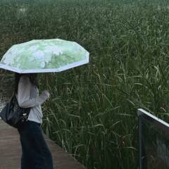 小金钩太阳伞8骨彩胶晴雨两用遮阳伞防晒紫外线批发折叠雨伞便携