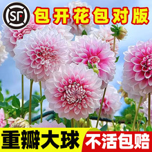 ջNѵعϻNNͥԺNֲֲ̨Nֲ