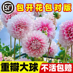 �ջ��N�ѵعϻ��������N��N��ͥԺ�Nֲ����ֲ����������̨�Nֲ