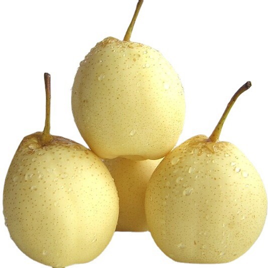厂家常年供应新梨7号 pear 欢迎选购 价格美丽
