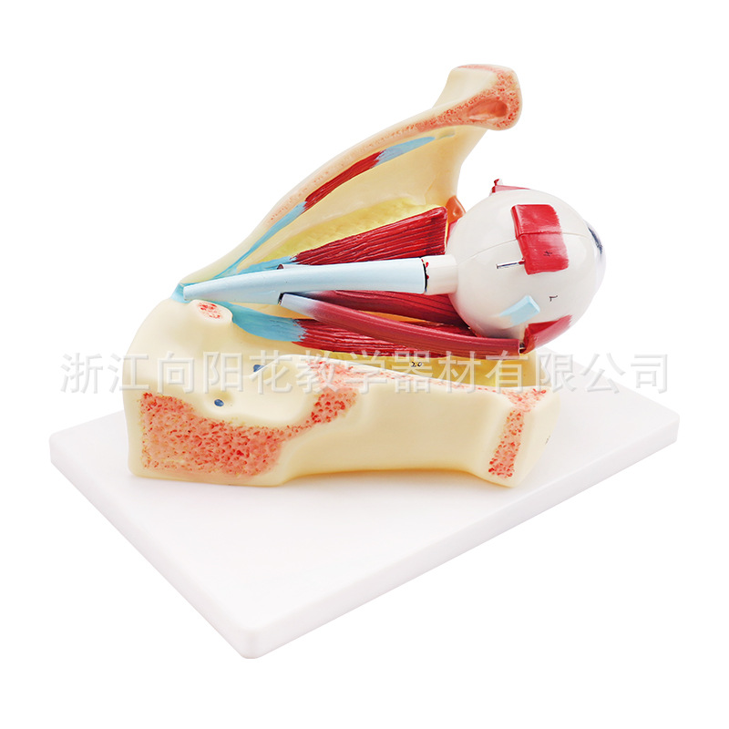 厂家直销生物医疗解学模型SM-M016眼球带眼眶模型