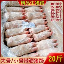 冷冻猪蹄批发16斤带筋猪蹄前蹄猪手猪脚饭店蹄花整只生猪蹄一整箱
