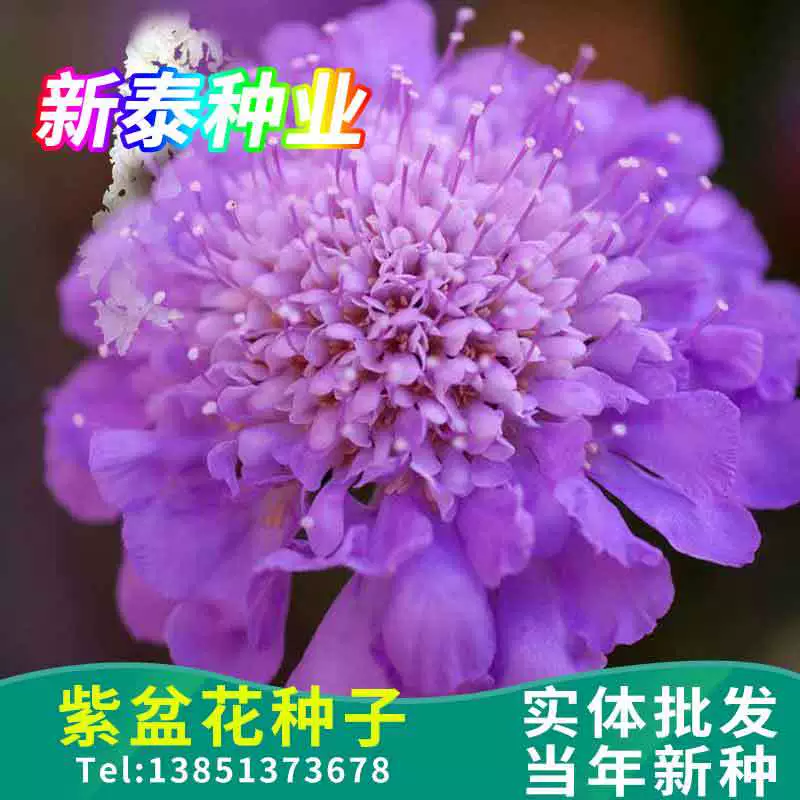 Фиолетовый цветок в горшке синий горшечный Цветок Колесо пик хризантемы горный редис балконные цветочные семена на открытом воздухе в помещении Four Seasons горшечные цветочные семена