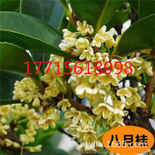 状元红桂花树 状元红桂花树品牌 图片 价格 状元红桂花树批发 阿里巴巴