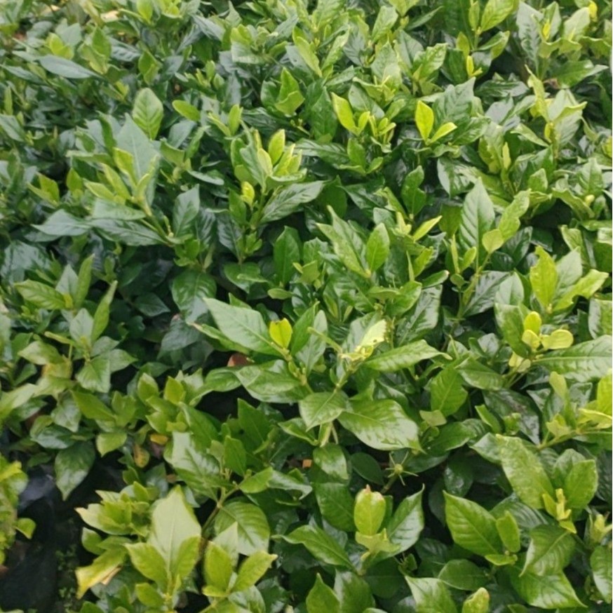 重庆贵州四川四季栀子大杯四季栀子小杯四季栀子袋苗四季栀子杯苗