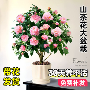 軨ɽ軨玧҃ȾGֲ̨ͺֲļ_