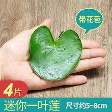 一叶莲碗莲水生花卉水培植物室内阳台四季开花盆栽鱼缸造景莲花