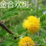 庭院风景盆栽绒花合欢苗