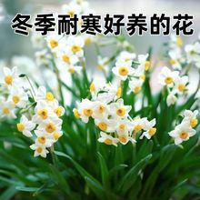 水仙花种球水培土培盆栽观赏绿植整箱漳州水仙花种球当年开花秋
