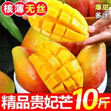 广西百色贵妃芒新鲜芒果当季孕妇水果树上熟热带特产彩虹芒果香甜