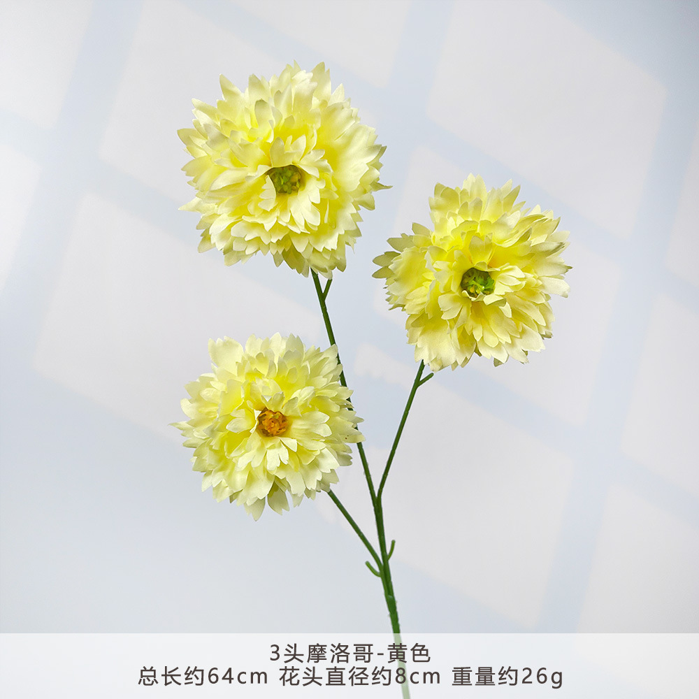 TY-3头摩洛哥-黄色