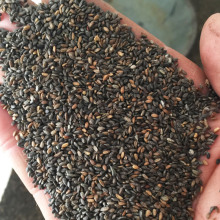 景观公园园林绿化种子 家庭盆栽一串红花卉种子 矮串红花种子