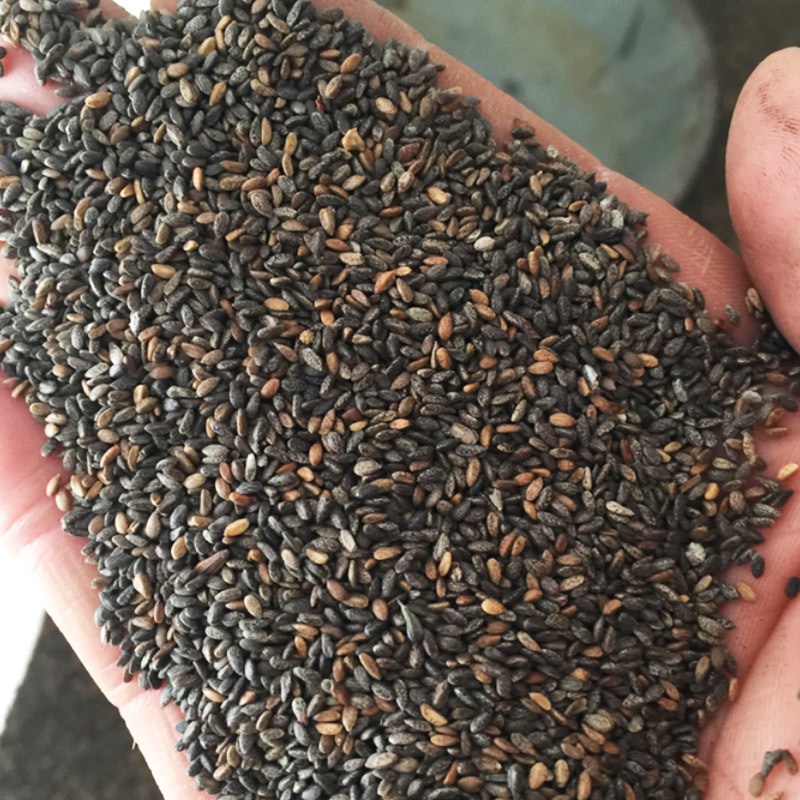 景观公园园林绿化种子 家庭盆栽一串红花卉种子 矮串红花种子