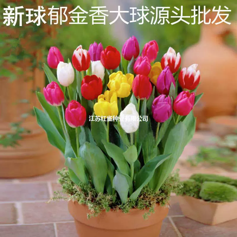 Тюльпан семян мяч большой шар семян почвенная культура Гидропонные цветочные семена морозостойкие цветы зимние горшечные рассады цветок лилии мяч