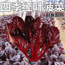 早熟红菠菜种子紫菠菜种子种籽大叶菠菜小叶波菜原装蔬菜种子大全