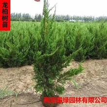 龙柏苗 龙柏小苗 龙柏树苗 小龙柏 龙柏 绿化小苗 乔灌木工程苗