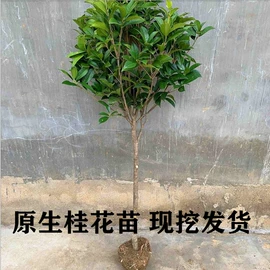 盆栽;种子;园林果树