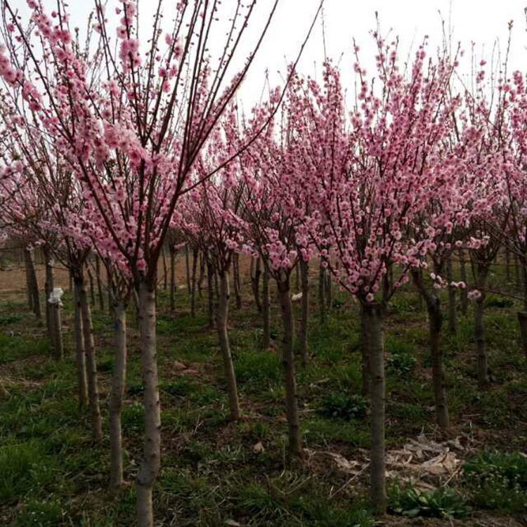 Семена элеагниума многокраскового, семена цветов сливы, семена красной сливы, семена зимней сливы, семена черной сливы, цельные семена с высокой степенью прорастания.